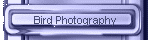 Bird Photography